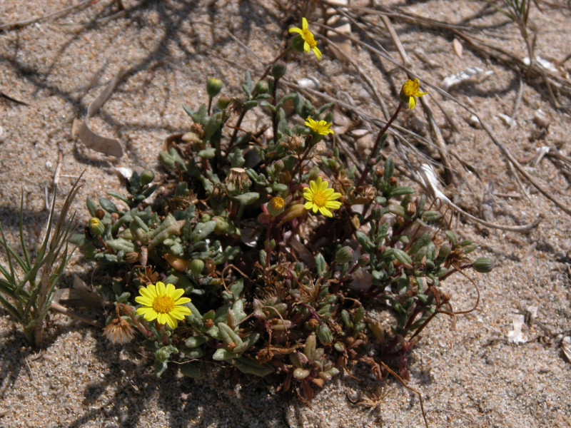 Senecio transiens / Senecione variabile